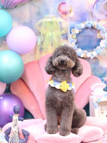 20240807chipieちゃん